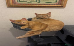 British Shorthair cats for sale: Beautiful boy - Image 4