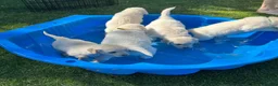 Golden Retriever dogs for sale: 1 Handsome Cream Golden Retriever Boy - Advert 13