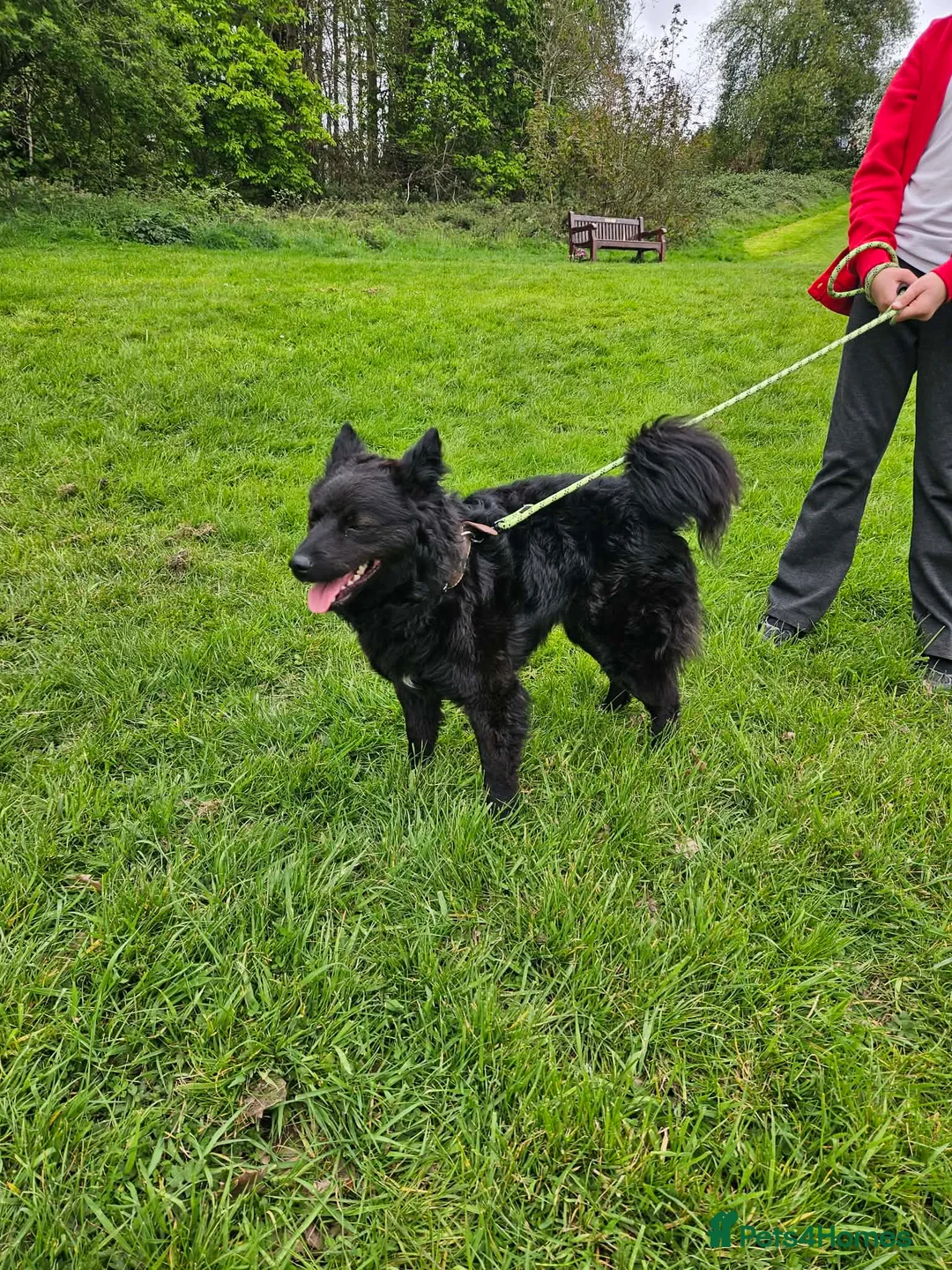 Hungarian Pumi dogs for sale: Beautiful Hungarian mudi looking for loving home - Advert 1