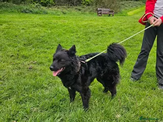 Hungarian Pumi dogs Beautiful Hungarian mudi looking for loving home - Advert 5