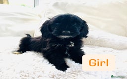 Cockapoo dogs for sale: Gorgeous F1 Cockapoo puppies - Image 5