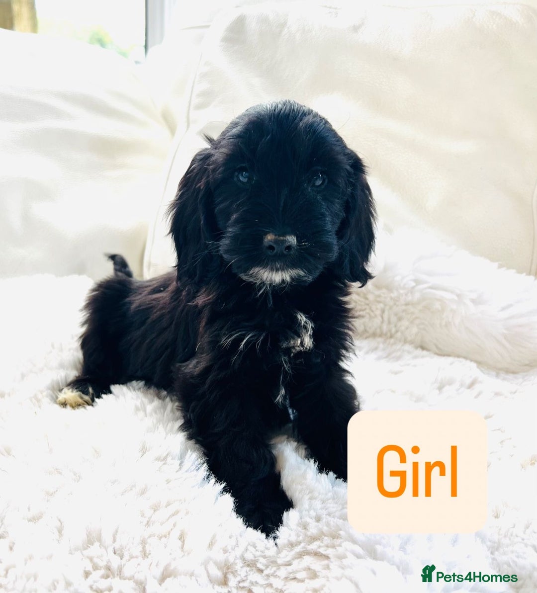 Cockapoo dogs for sale: Gorgeous F1 Cockapoo puppies - Image 5