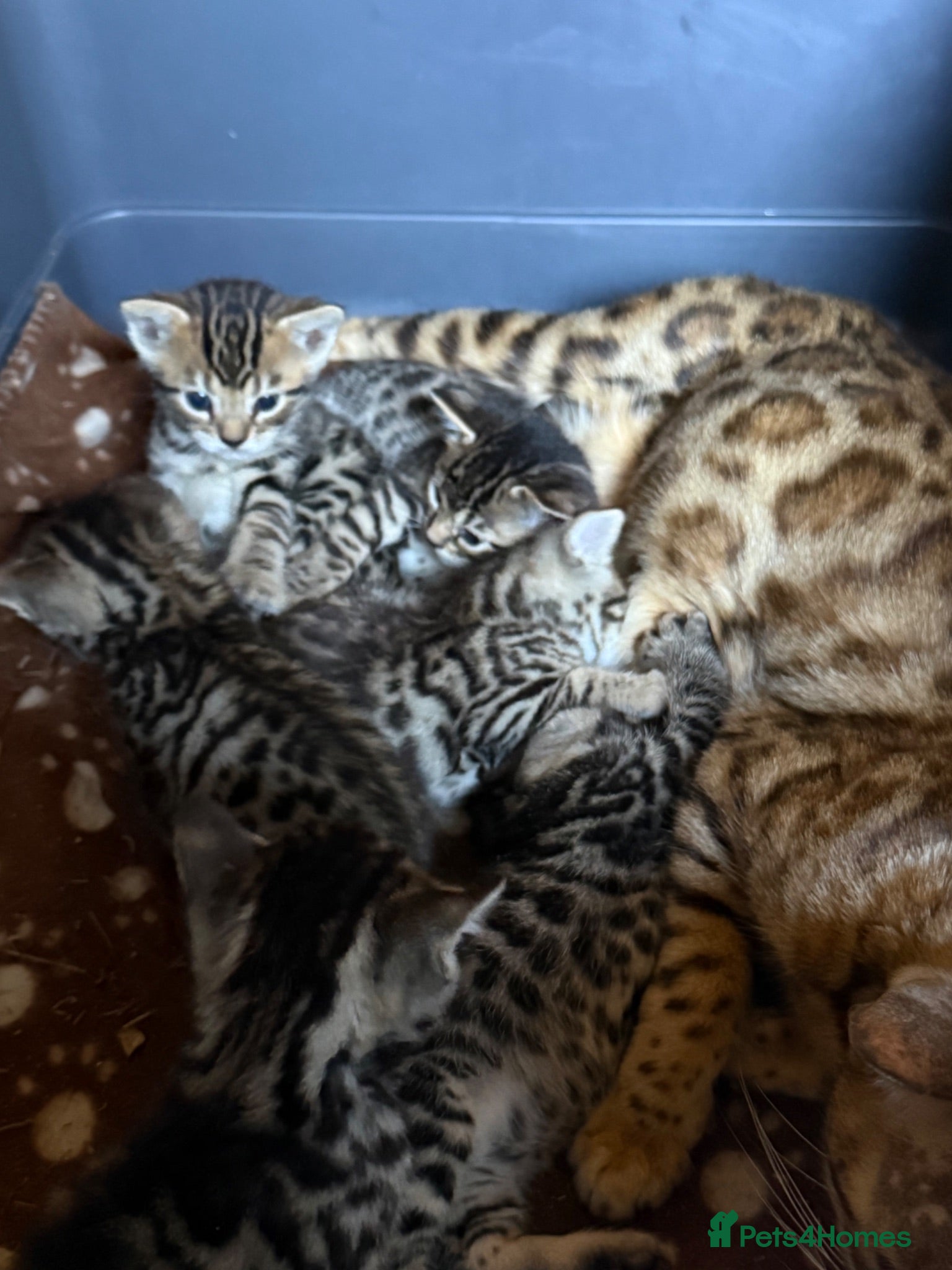 Bengal cats Half breed bengal kittens  - Advert 3
