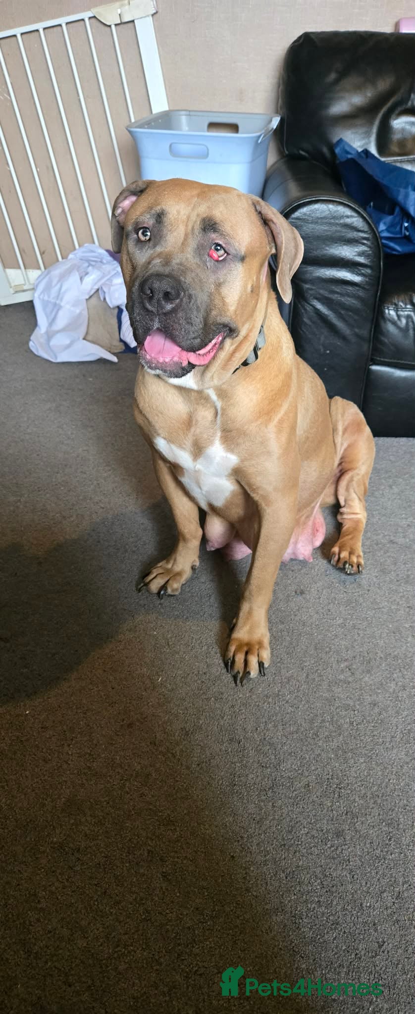 Mixed Breed dogs Bull mastiff x staffy - Advert 15