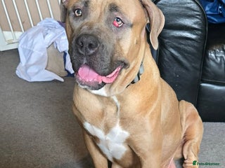 Mixed Breed dogs Bull mastiff x staffy - Advert 1