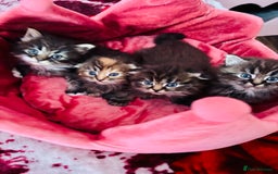 Scottish Fold cats for sale: Gorgeous Scottish Fold long hair - Image 6