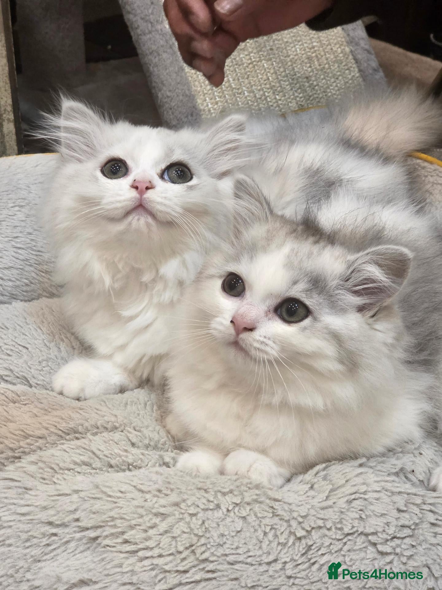 Persian cats for sale: Persion boys - Advert 1
