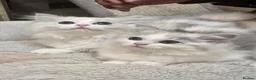 Persian cats for sale: Persion boys - Advert 1