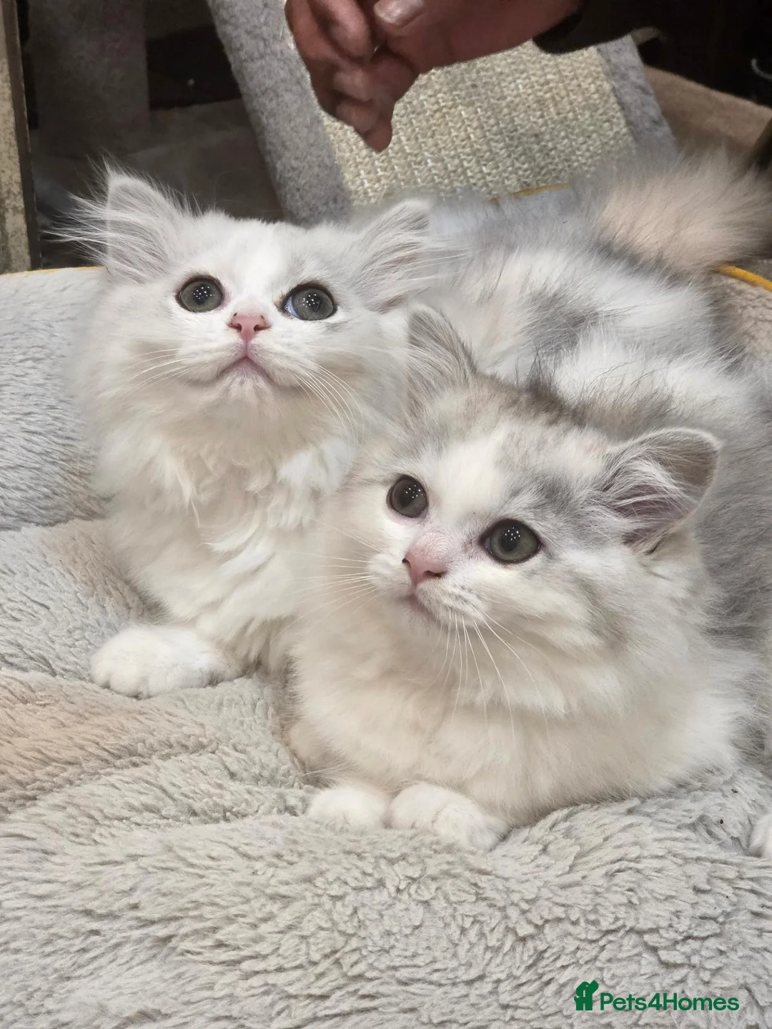 Persian cats for sale: Persion boys - Advert 1