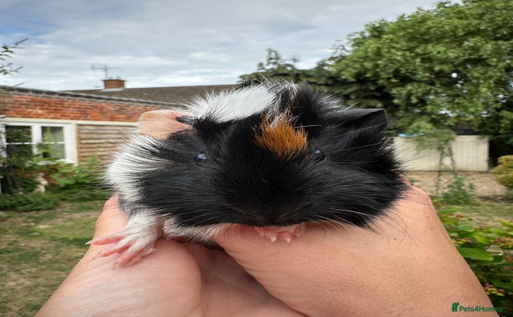 Guinea Pig rodents - Advert 3