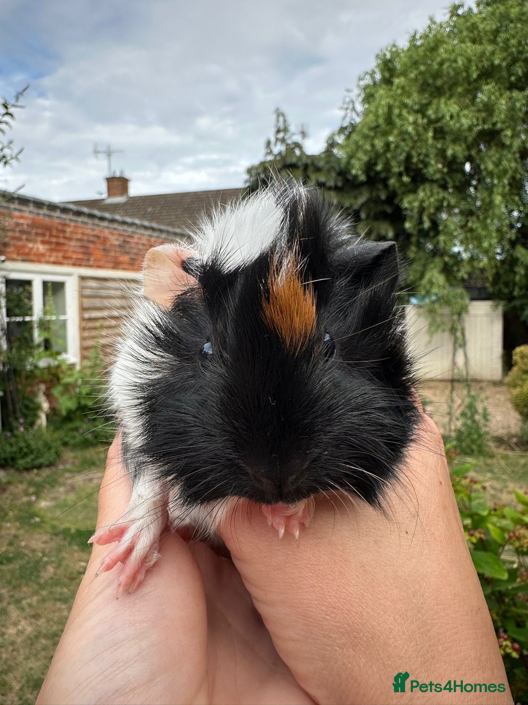 Guinea Pig rodents for sale: Two boy guinea pigs  - Image 1