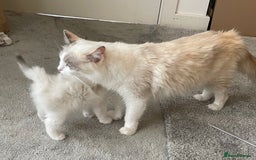 Ragdoll cats for sale: 🌟 Stunning Ragdoll Kittens 🌟 - Image 12