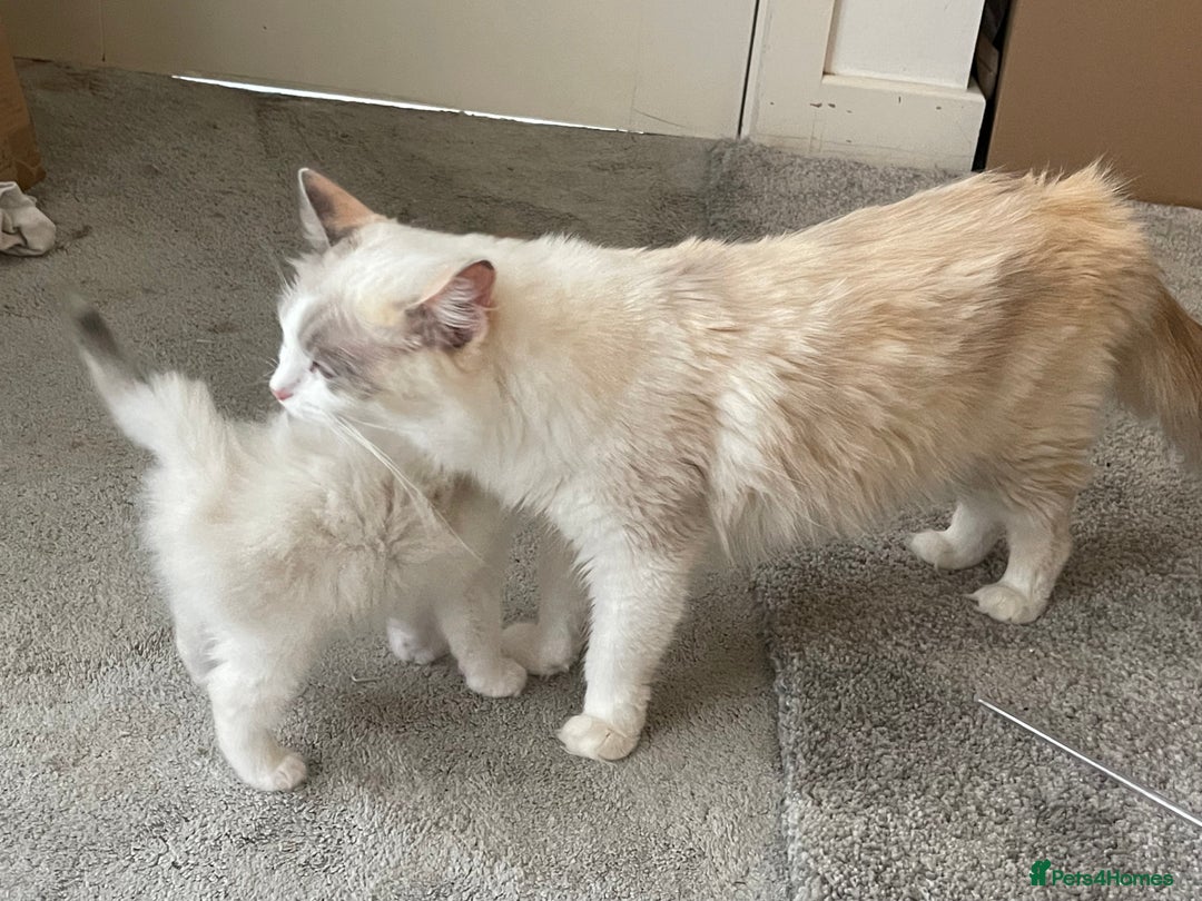 Ragdoll cats for sale: 🌟 Stunning Ragdoll Kittens 🌟 - Image 12