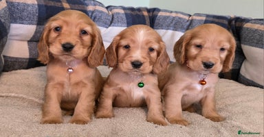 Cocker Spaniel dogs - Advert 9