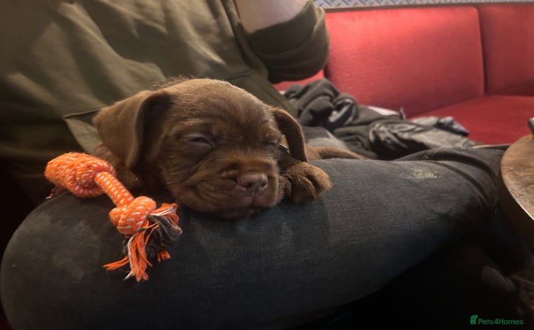 Mixed Breed dogs French bulldog x patterdale terrier puppy  - Advert 1