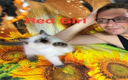 Ragdoll cats for sale: 🐈❤️5 Pure Ragdolls Waiting for Loving Family❗️❤️ - Image 14