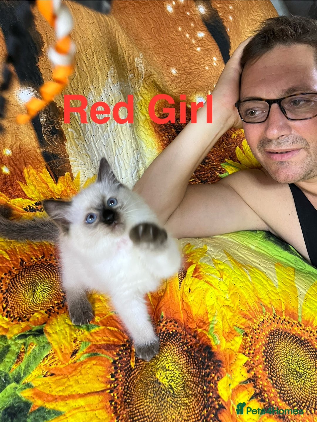 Ragdoll cats for sale: 🐈❤️5 Pure Ragdolls Waiting for Loving Family❗️❤️ - Image 14