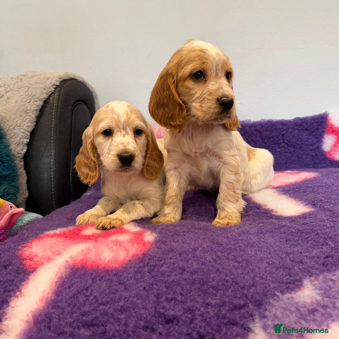 Cocker Spaniel dogs for sale: Stunning cocker spaniel pups  - Advert 33