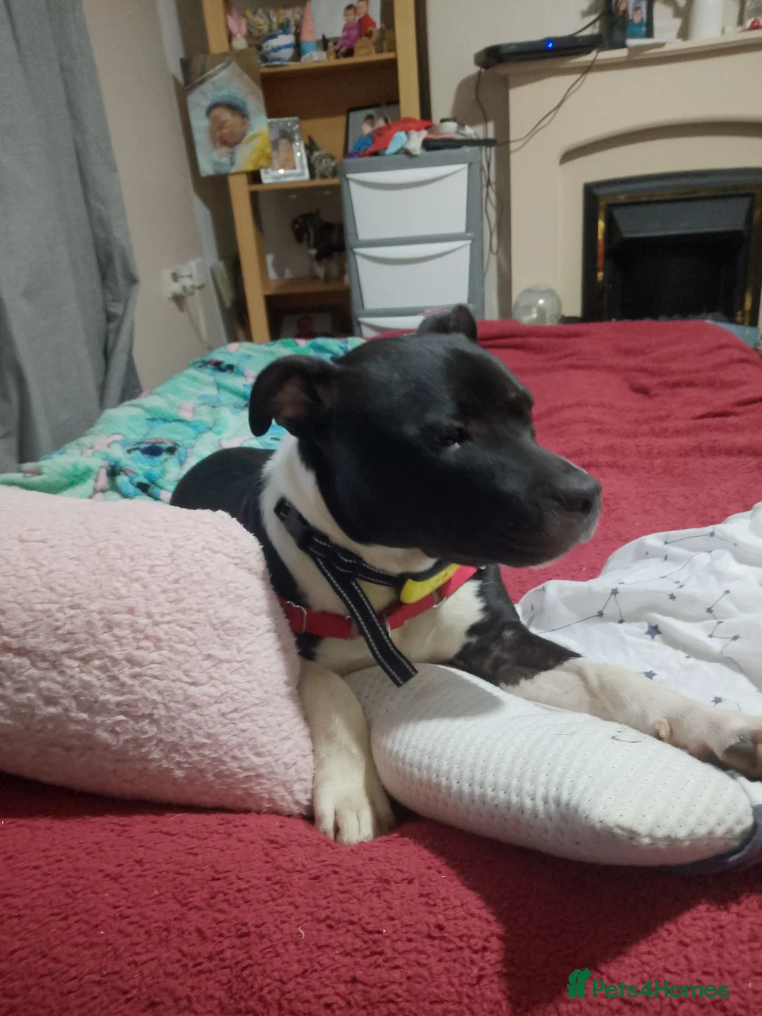 Mixed Breed dogs for sale: For sale  in Pwllheli - Advert 1