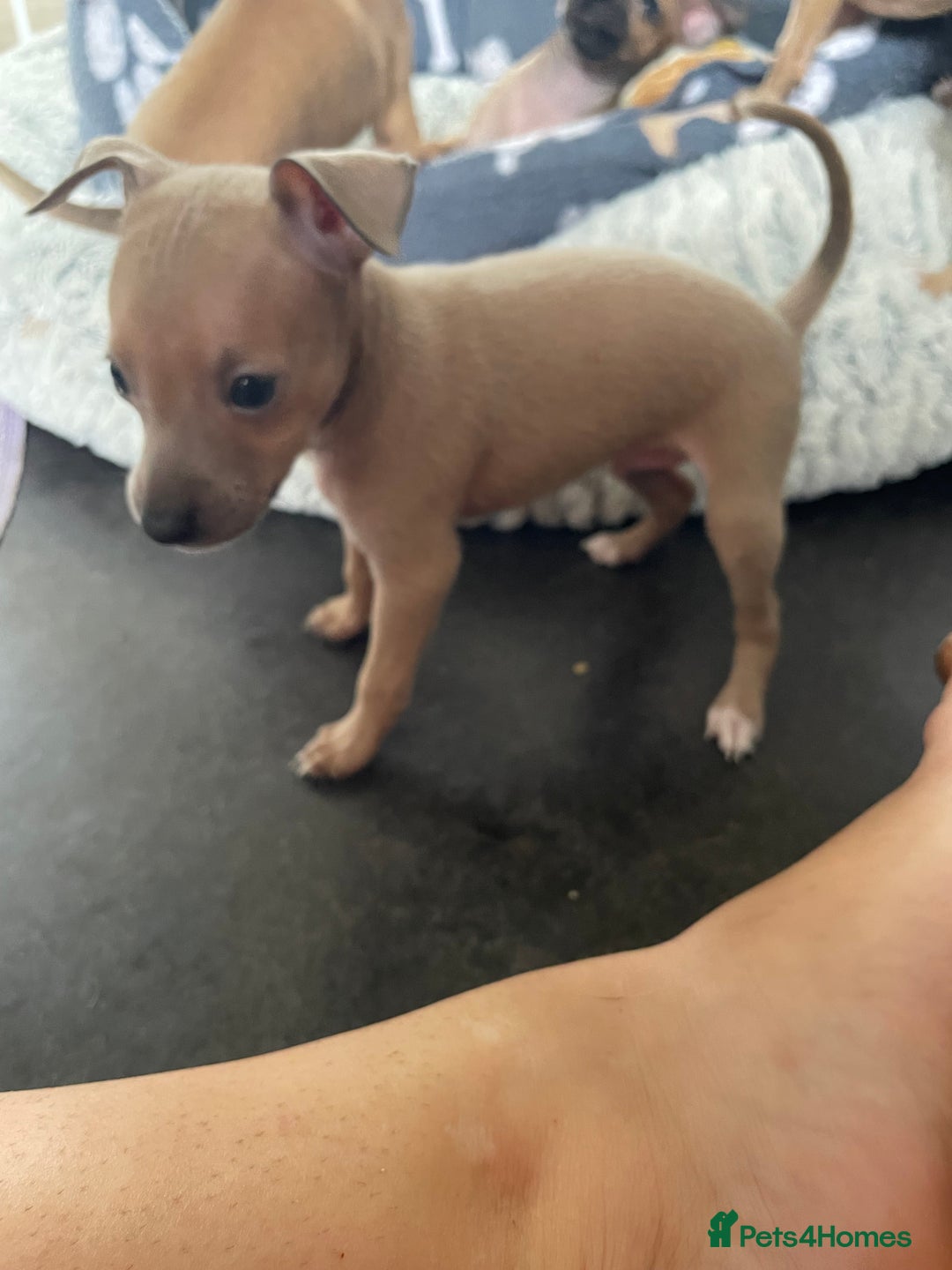 Italian Greyhound dogs for sale: Ready from next week Little Italian Greyhound pups - Image 15