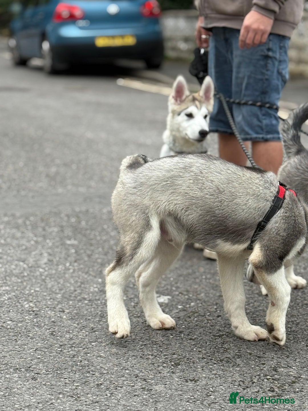 Utonagan dogs for sale: Beautiful Husky × Malamute Puppies – Ready Now! - Image 10