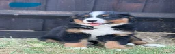 Bernese Mountain Dog dogs for sale:  Bernese mountain dog puppies in Chippenham - Advert 5