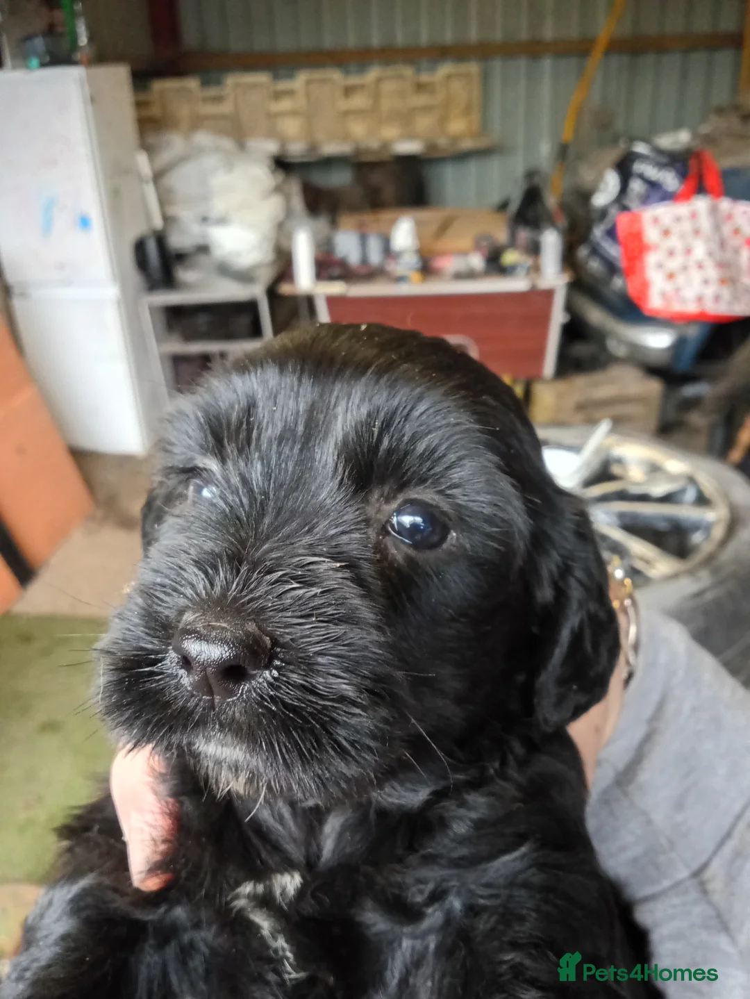 Mixed Breed dogs for sale: Labradoodles puppys F2 - Advert 1