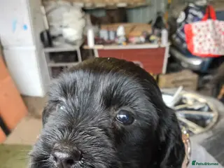 Mixed Breed dogs Labradoodles puppys F2 - Advert 16