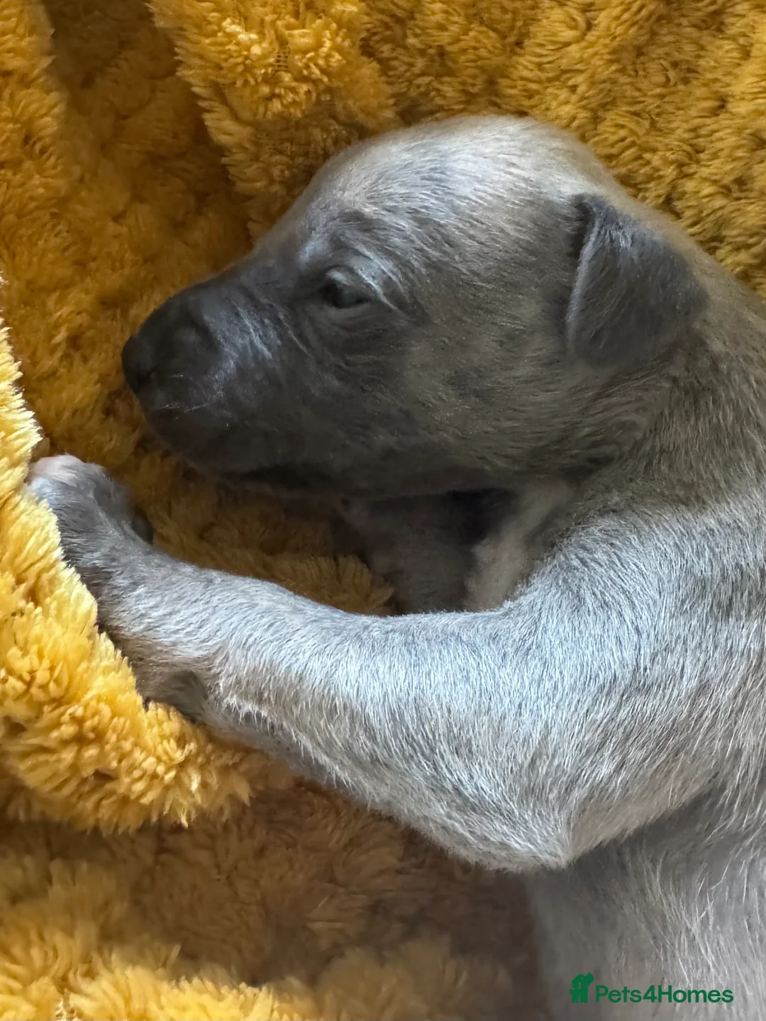 Whippet dogs for sale: 🐾 Exceptional KC Registered Whippet Puppies - Advert 39