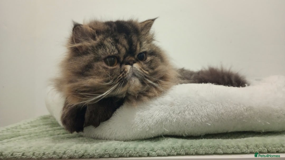 Persian cats for sale: Lovely boy rehoming  - Image 11