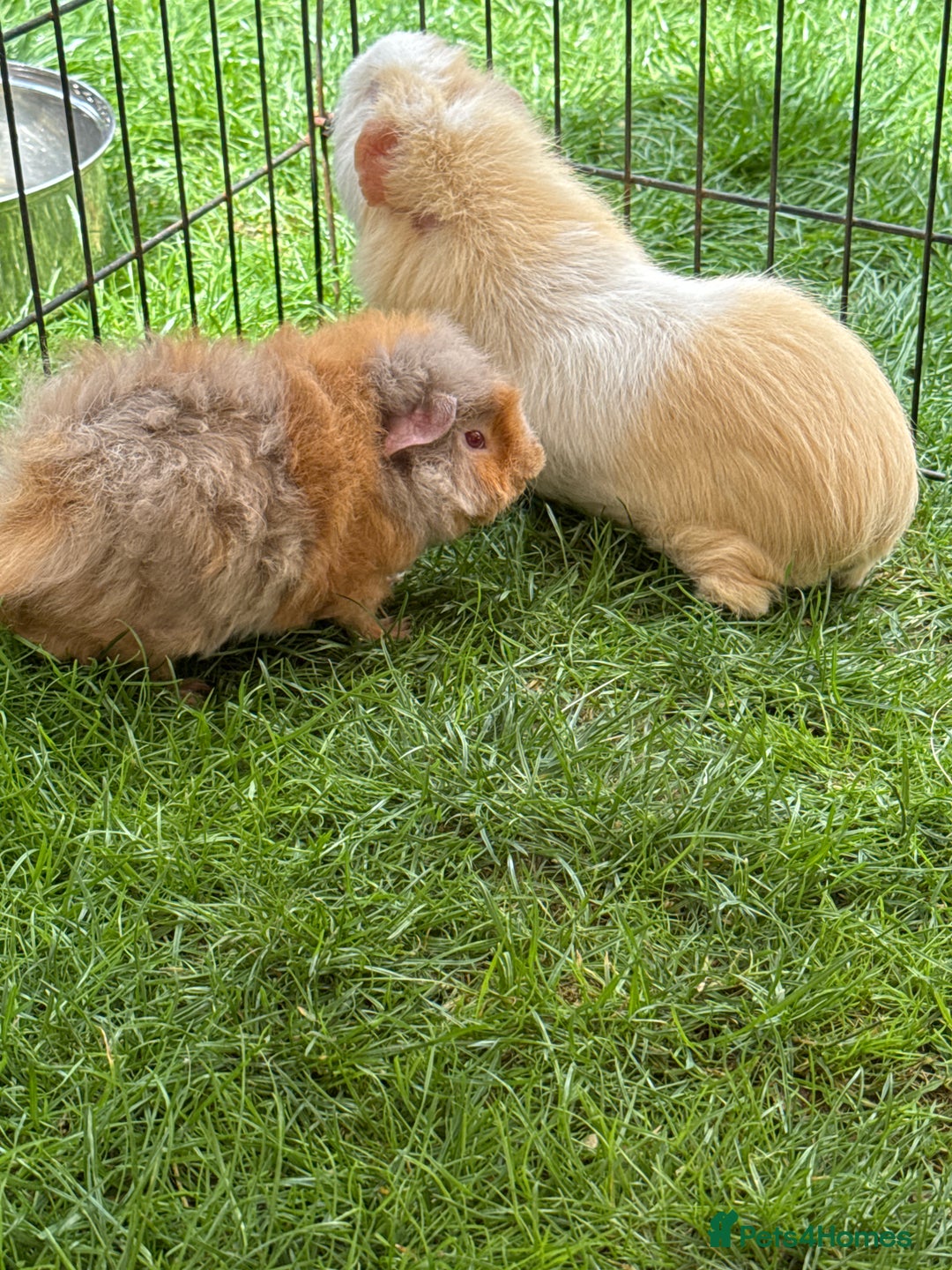 Guinea Pig rodents for sale: Bonded pair of male guinea pigs  - Image 4
