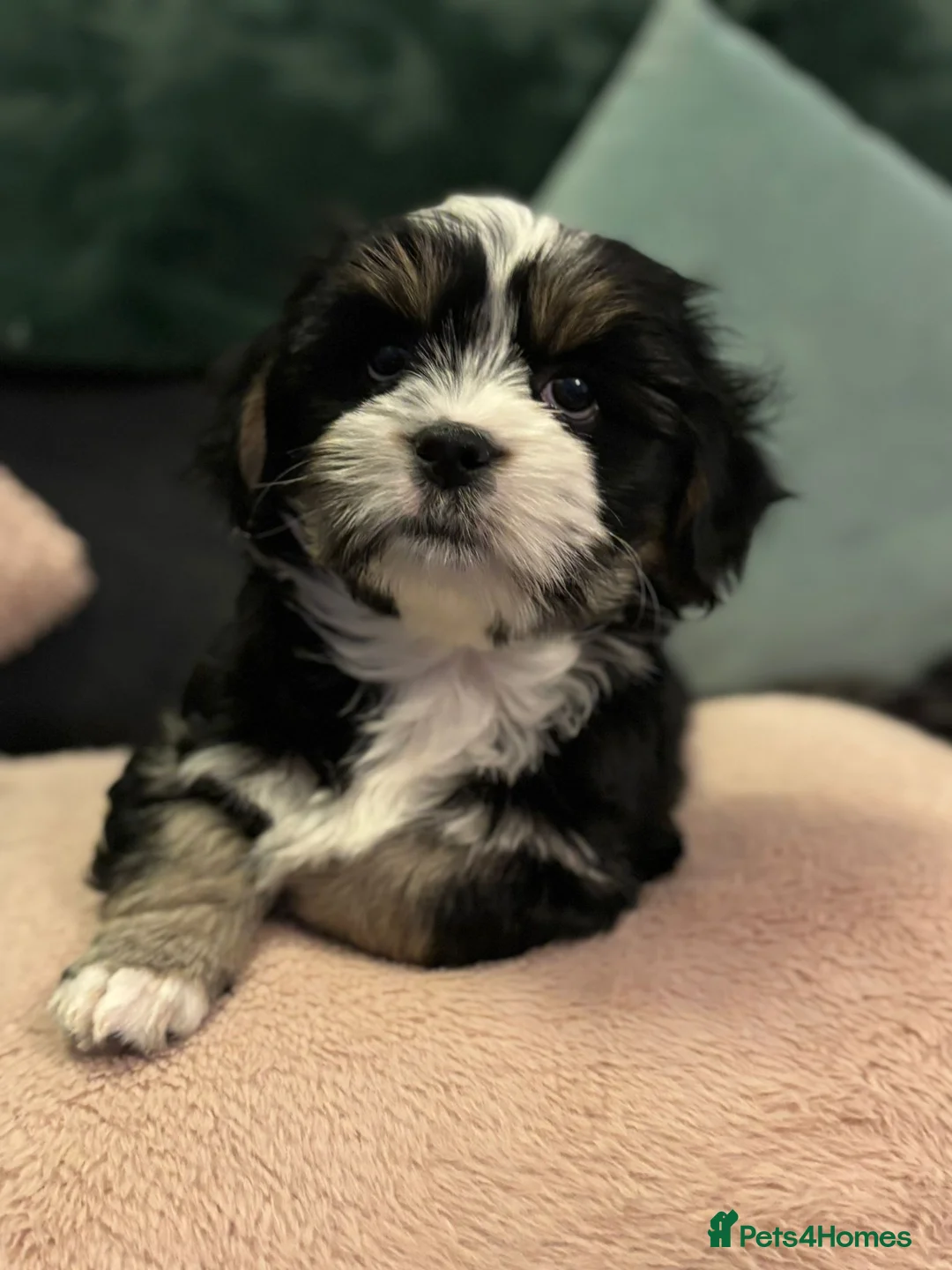 Mixed Breed dogs for sale: Shorkie cross lhasa apso pups - Advert 2