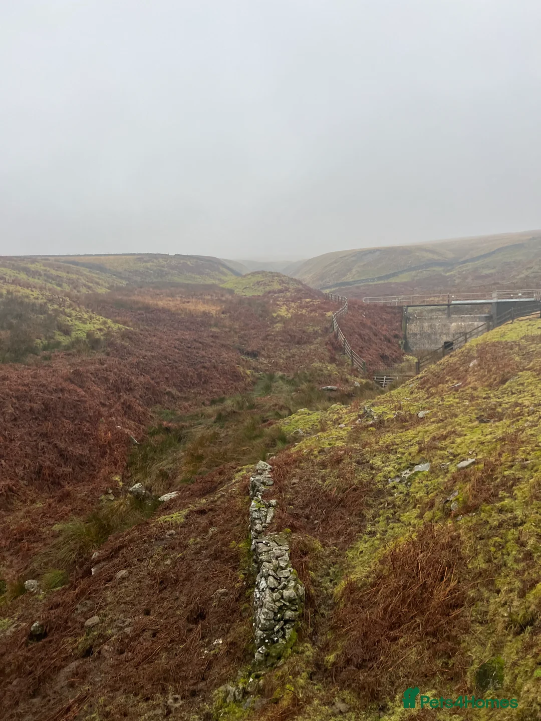 Border Collie dogs for sale: Ted! - Proven Working Border Collie Puppy! - Advert 5