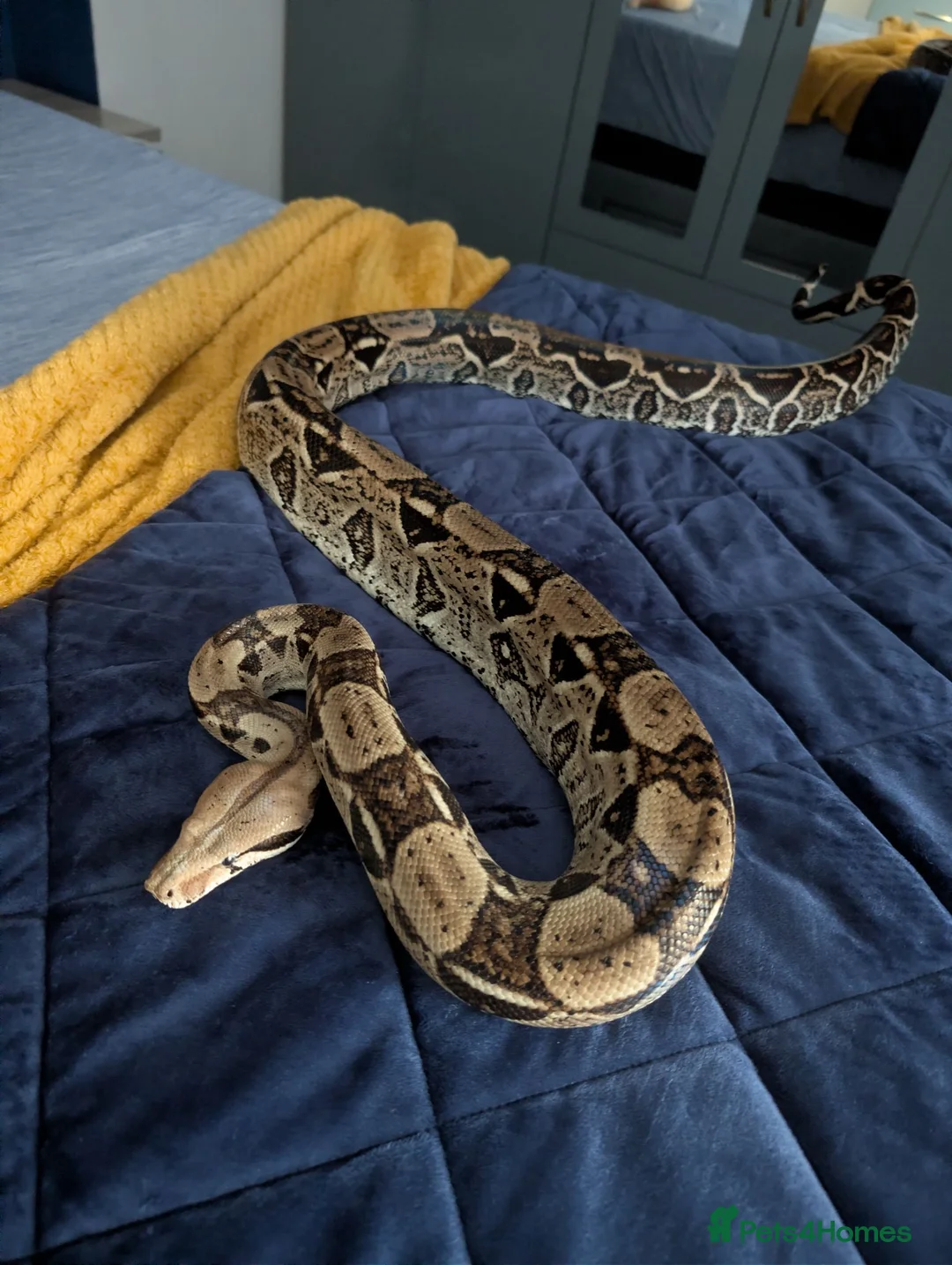 Boa Snake reptiles for sale: Boa constrictor  - Advert 1