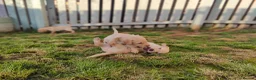 Labrador Retriever dogs for sale: Stunning, Well Bred Yellow Labrador Pups - Advert 2