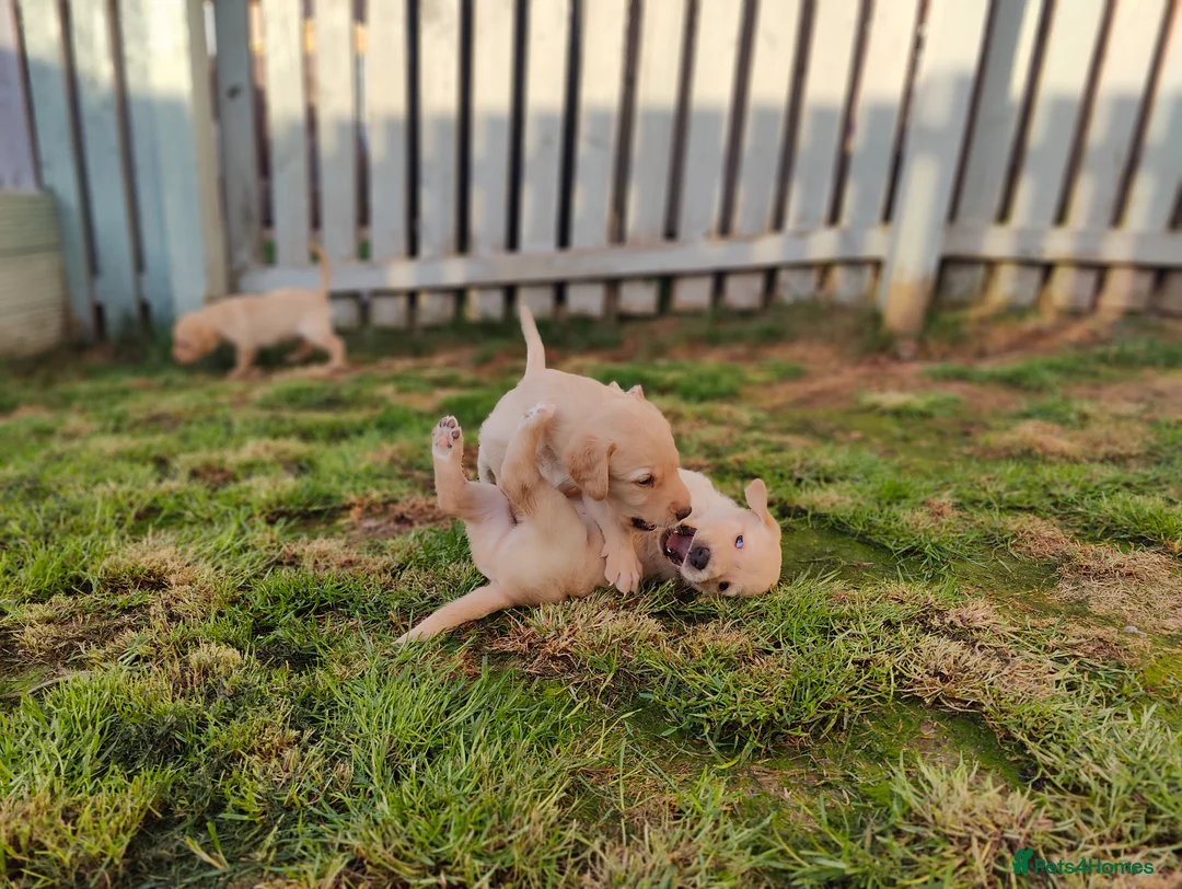 Labrador Retriever dogs for sale: Stunning, Well Bred Yellow Labrador Pups - Advert 2