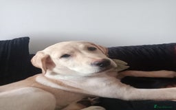 Labrador Retriever dogs for sale: 4 month old female golden labrador  - Image 9