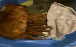 Cavapoo dogs for sale: Red cavapoo babies, both parent DNA tested - Image 2