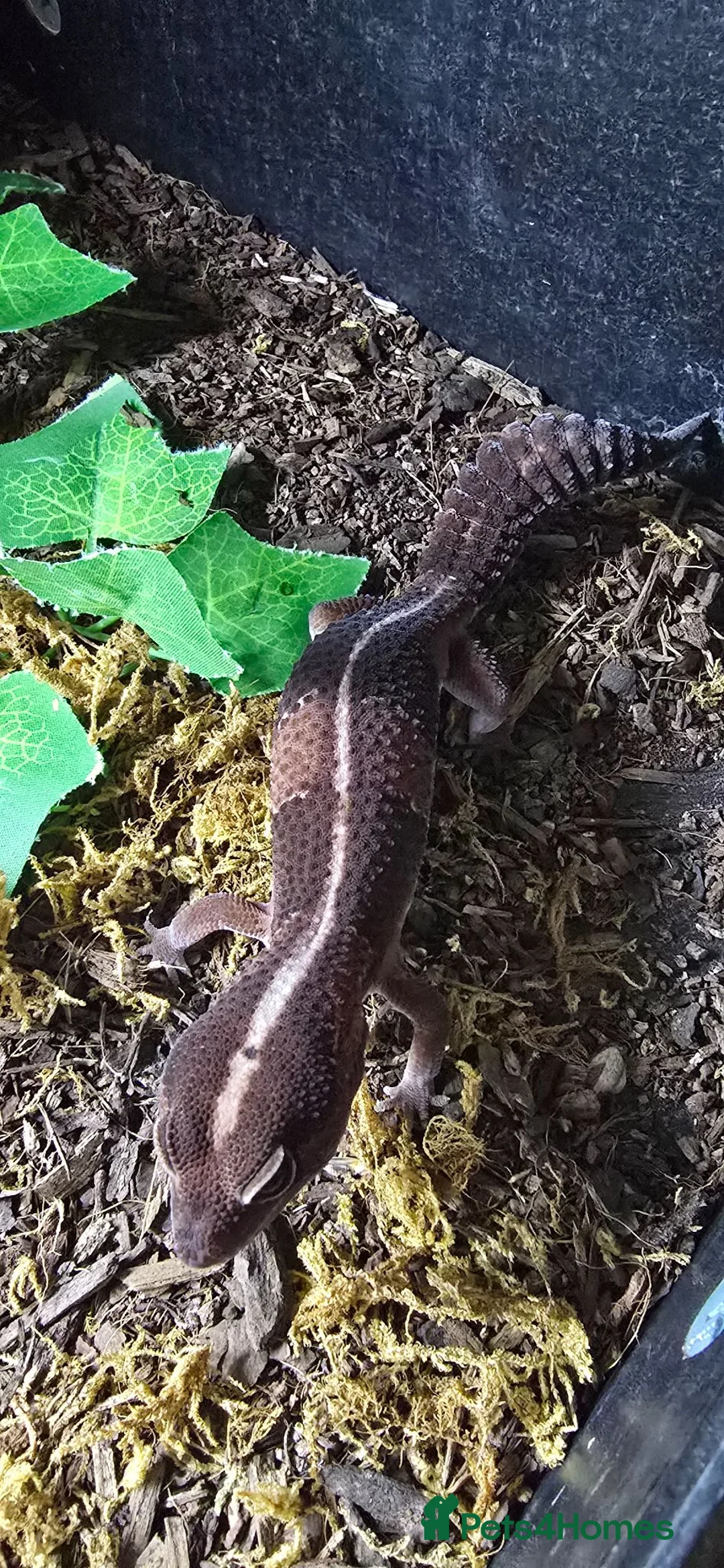 Gecko reptiles for sale: 2 fat tailed geckos & 1 leopard gecko - Advert 1