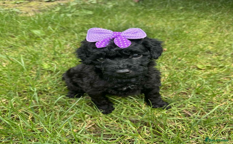 Miniature Poodle dogs - Advert 1