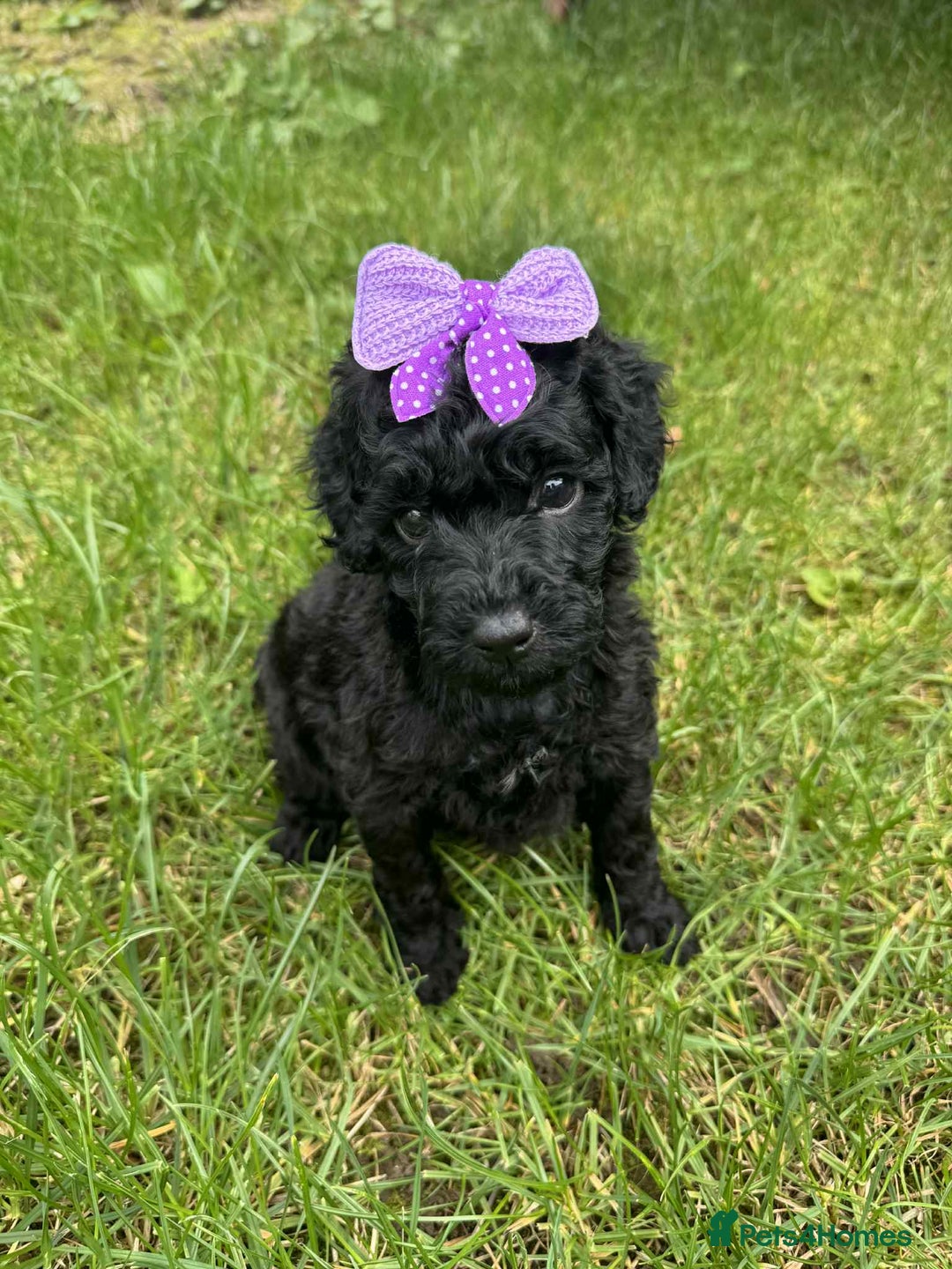 Miniature Poodle dogs for sale: Miniature Poodle puppies - Image 1