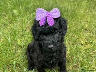 Miniature Poodle dogs - Advert 14