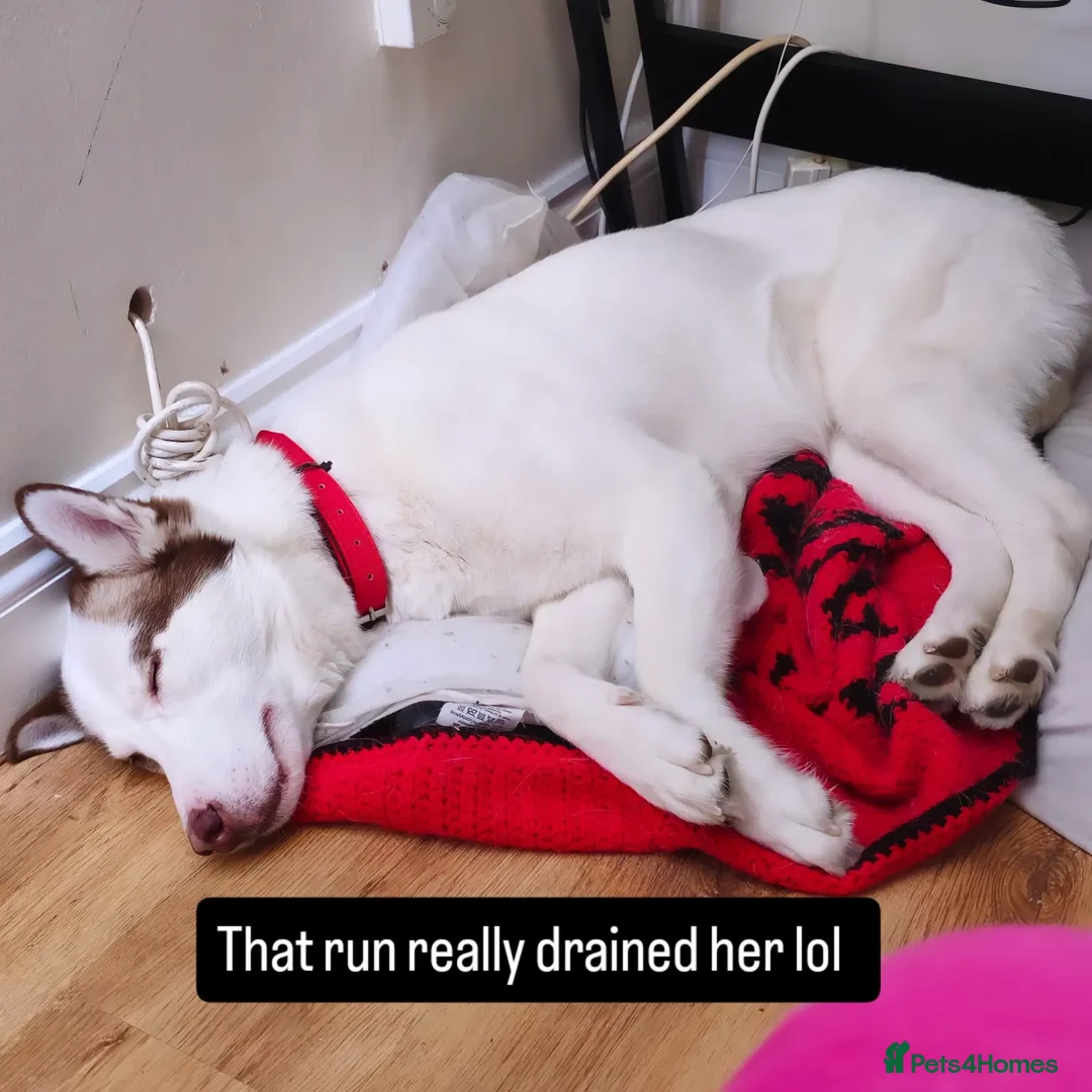 Siberian Husky dogs for sale: Her name is Elara - Advert 4