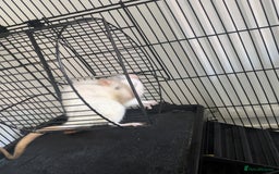 Rat rodents for sale: 3 rats - Image 5