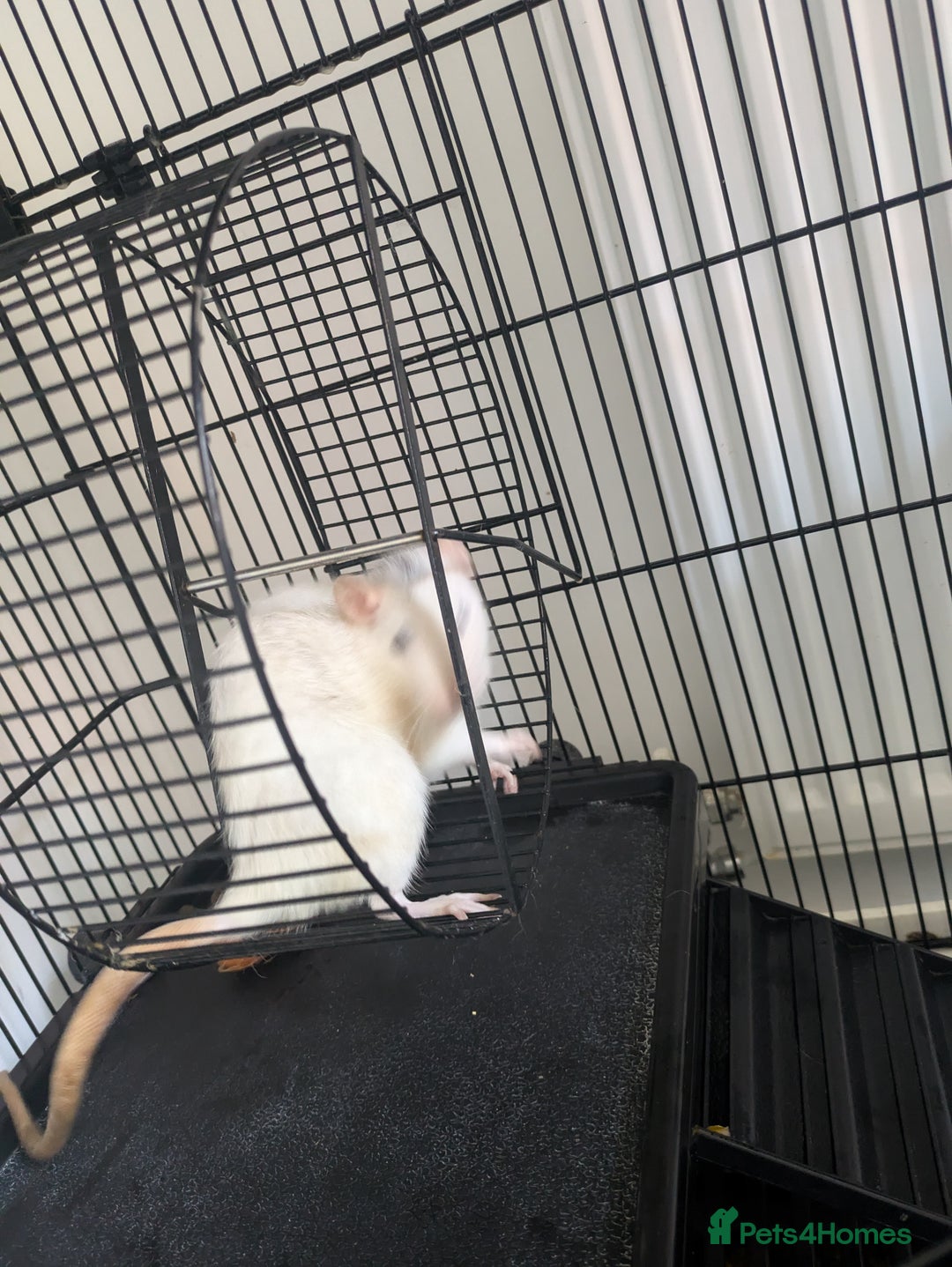Rat rodents for sale: 3 rats - Image 5