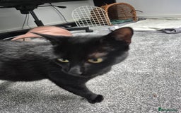 Domestic Shorthair cats for sale: Hi, I'm Jet!  - Image 2