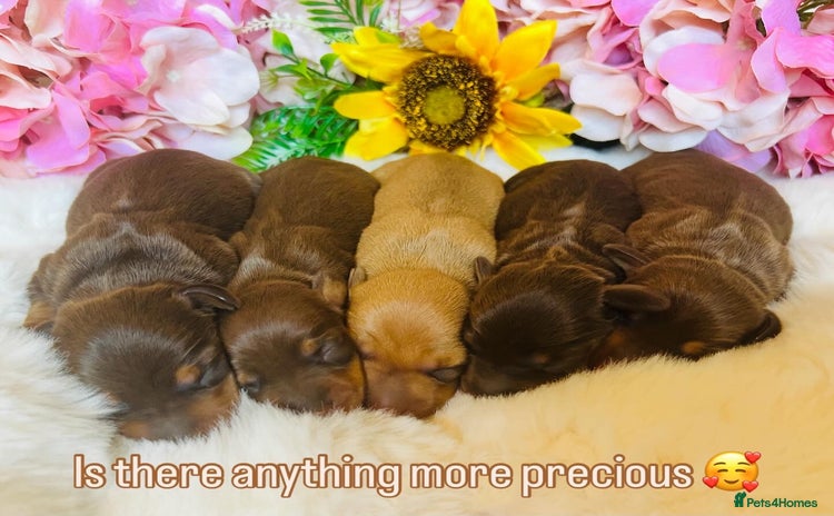 Miniature Dachshund dogs - Advert 10