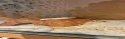 Corn Snake reptiles for sale: Female albino corn snake for sale - Advert 5