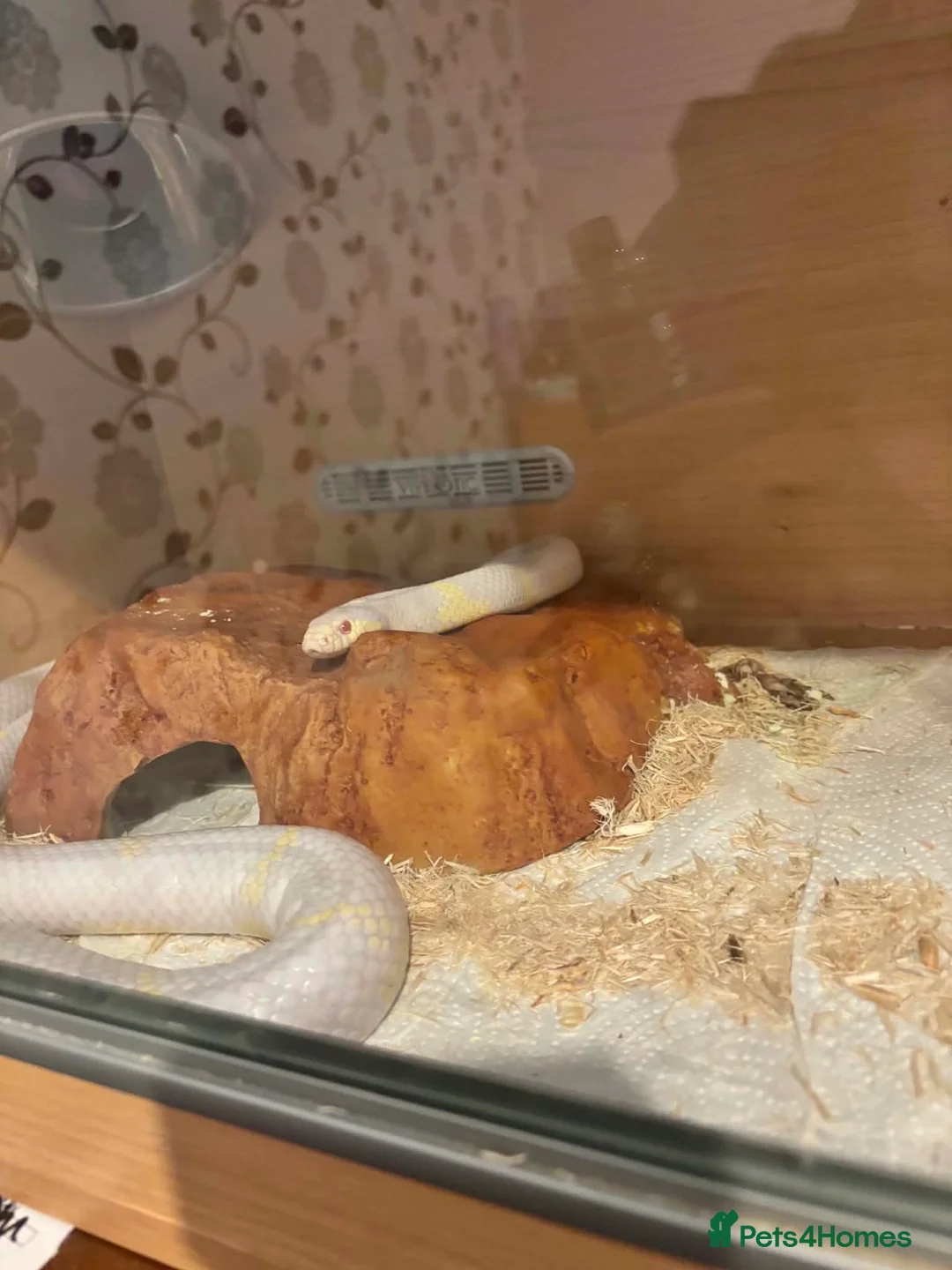 Corn Snake reptiles for sale: Female albino corn snake for sale - Advert 5
