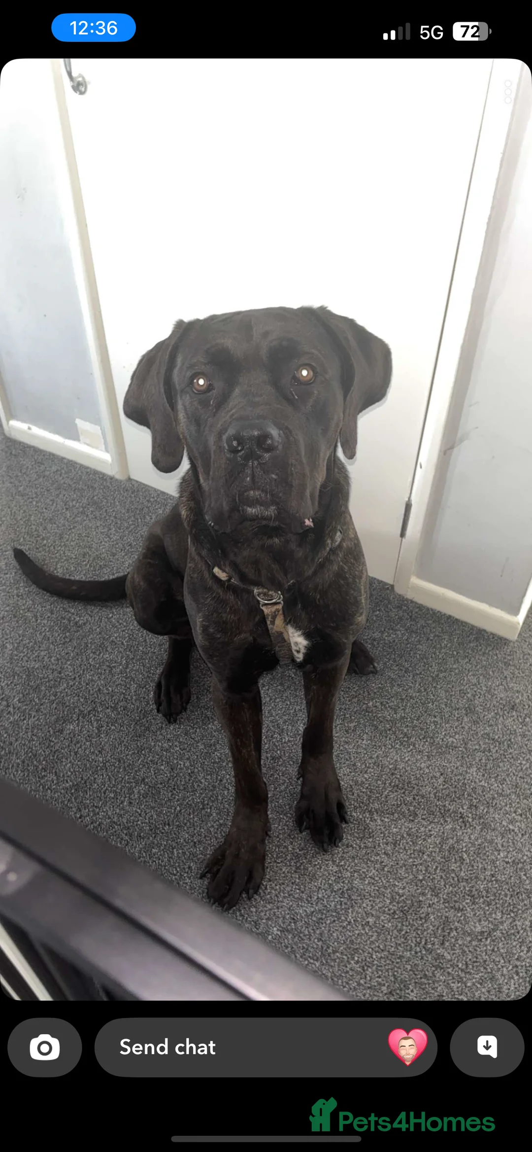 Cane Corso dogs for sale: Diesel  - Advert 5